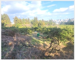  2024Ÿ22988   ȫ 1273-1       (1)