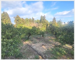  2024Ÿ22988   ȫ 1273-1       (1)