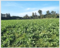  2024Ÿ35120     2633      ()