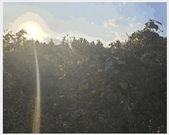  2024Ÿ35854    Ϸʸ 1368      ()