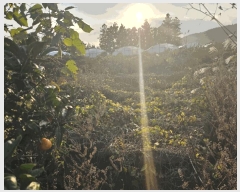  2024Ÿ35854    Ϸʸ 1368      ()