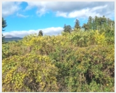  2024Ÿ35854    Ϸʸ 1368      ()