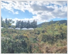  2024Ÿ35854    Ϸʸ 1368      ()