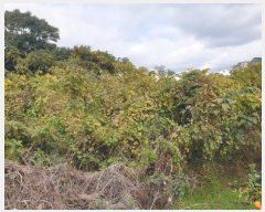  2024Ÿ��36116 ���� �������� ���� 2179-1       ����(������)���