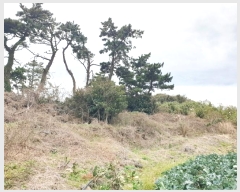  2024Ÿ37171  ֽ Ѱ θ 2933      (1)