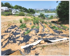  2024Ÿ��70073 ��� ���ֽ� �������� 157-3       ����(��1)���