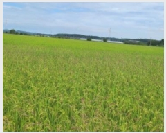  2024Ÿ78381  ֽ ܸ Ű 173      (1)