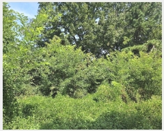  2024Ÿ78398  ֽ  44-4       (Ӿ)