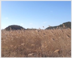  2024Ÿ5618  Ȼ ܿ κϵ 1865-12      Ÿ