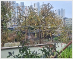  2024Ÿ��109662 ��� �Ⱦ�� ���ȱ� ȣ�赿 843-3      ����(��1)���