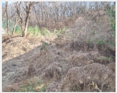  2024Ÿ101682  ǿս  236-27       (Ӿ)