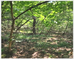  2024Ÿ108898 λ  嵿 114-1       (Ӿ)