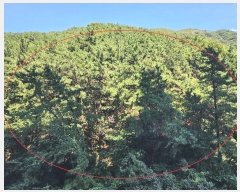  2024Ÿ108898 λ  嵿 114-1       (Ӿ)