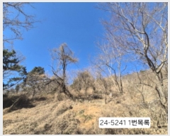  2024Ÿ��5241  �Ӿ߰��