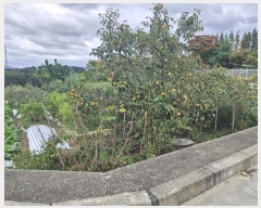  2024Ÿ��110792 �λ� ������ ������ 1537       ����(��)���