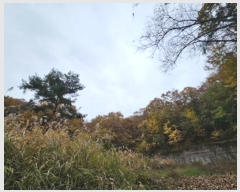  2024Ÿ5742  ֽ  ۴ɸ 11-1      (Ӿ)