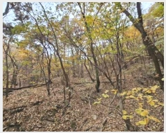  2024Ÿ5742  ֽ  ۴ɸ 11-1      (Ӿ)