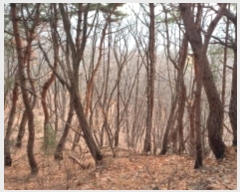  2024Ÿ5742  ֽ  ۴ɸ 11-1      (Ӿ)