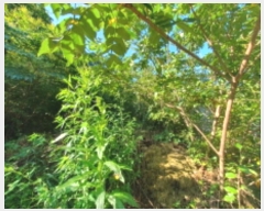  2024Ÿ81456   û ȣ 43-4      (Ӿ)