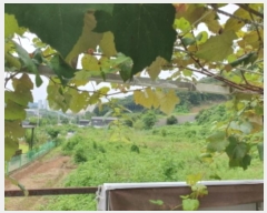  2024Ÿ4473  ֽ ȭ 䳻 52      (Ӿ)