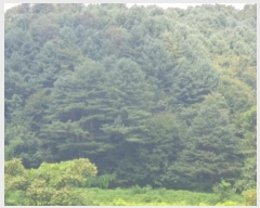  2024Ÿ80675   ϸ 븮 113      (Ӿ)