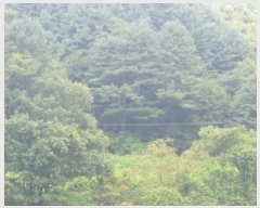  2024Ÿ80675   ϸ 븮 113      (Ӿ)