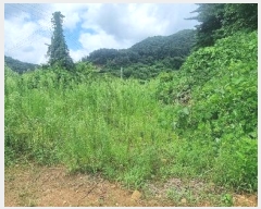  2024Ÿ��3890  �����