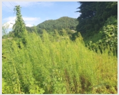  2024Ÿ��3890  �����