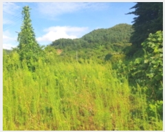  2024Ÿ��3890  �����