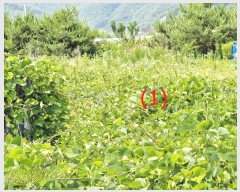  2024Ÿ��77358  ����