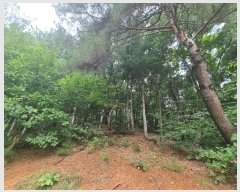  2024Ÿ79989  ֽ  Ⱦ߸ 115-1      (Ӿ)