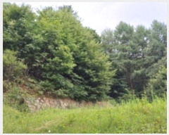  2024Ÿ79989  ֽ  Ⱦ߸ 115-1      (Ӿ)