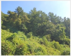  2024Ÿ81036    ιи 65-32      (Ӿ)