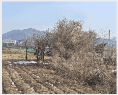  2025Ÿ��146 ��� ���ֽ� �鼮�� ���긮 182-2      ����(��1)���