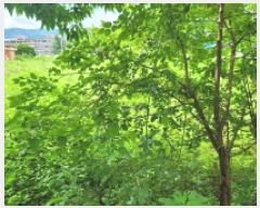  2025Ÿ��3473  �����