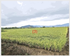  2025Ÿ��3831 ���� ö���� ������ ���츮 85-2      ����(��)���