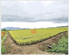  2025Ÿ��3831 ���� ö���� ������ ���츮 85-2      ����(��)���