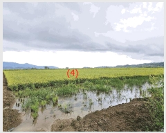  2025Ÿ��3831 ���� ö���� ������ ���츮 85-2      ����(��)���