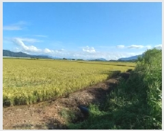  2025Ÿ��3831 ���� ö���� ������ ���츮 85-2      ����(��)���