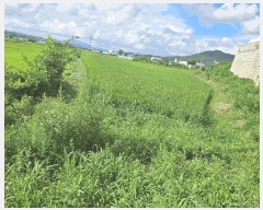  2025Ÿ72732  ֽ 鼮 긮 508      (1)