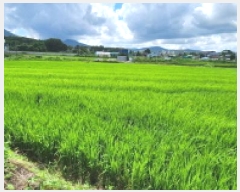  2025Ÿ72732  ֽ 鼮 긮 508      (1)