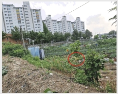  2025Ÿ��72438  �����