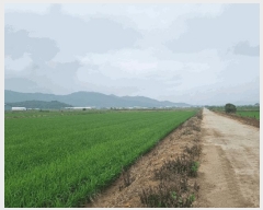  2025Ÿ��1392  ����