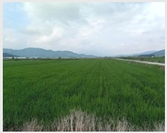  2025Ÿ��1392  ����