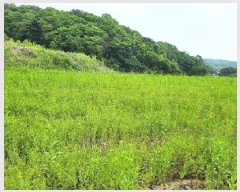  2025Ÿ��72275 ��� ���ֽ� ������ ���ϸ� 239-3      ����(��1)���