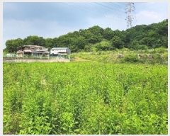  2025Ÿ��72275 ��� ���ֽ� ������ ���ϸ� 239-3      ����(��1)���