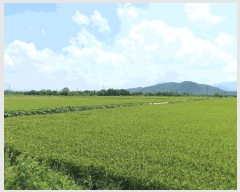  2025Ÿ��3190  ����