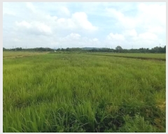  2025Ÿ��3190  ����