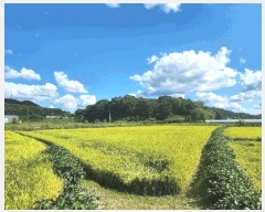  2025Ÿ��73179 ��� ���ֽ� �鼮�� �漺�� 411-3      ����(��)���