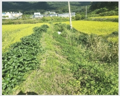  2025Ÿ��73179 ��� ���ֽ� �鼮�� �漺�� 411-3      ����(��)���